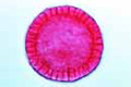 Sea-urchin embryology, Blastula