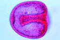 Sea-urchin embryology, Beginning gastrulation
