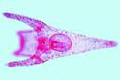 Sea-urchin embryology, Pluteus larva