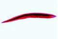Branchiostoma embryology slide, Late larva