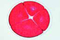 Frog slide, egg, four cell stage