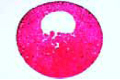 Frog slide, blastula l.s. showing blastocoel