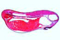 Frog slide, early tail bud stage