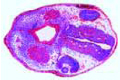 Frog slide, hatching stage, t.s. of head with developing eyes