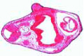 Frog slide, hatching stage, t.s. through region of heart and gills