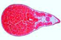 Frog slide, hatching stage, t.s. through the midbody
