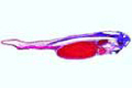 Frog, young tadpole, sagittal section of entire specimen