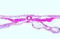 Chicken slide, 36 hour with neural tube