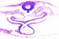 Chicken slide, 36 hour, t.s. of anterior region