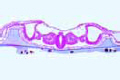 Chicken slide, 48 hour, t.s. showing neural tube