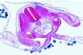 Chicken slide, 72 hour, t.s. through the abdominal region