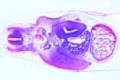Chicken slide, 8 days, t.s. in region of heart and lungs