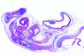 Chicken slide, 8 days, sagittal l.s. of the entire specimen