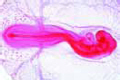 Chicken slide, 48 hour, w.m. showing the formation of the coelom