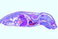 Pig embryo slide, 20 – 25 mm, near median sagittal