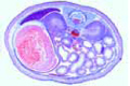 Pig embryo slide, 20 – 25 mm, abdomen t.s.