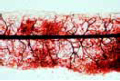 Stemonitis slide, slime mold slide