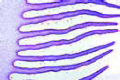 Psalliota campestris (Agaricus slide)