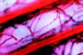 Wood rot fungus slide, sec. through rotted wood