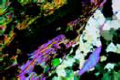 Micaschist slide with chloritoid