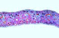 Ginkgo biloba slide, leaf