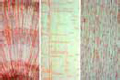 Pinus, three sections of wood