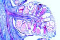 Pinus slide, male cone with pollen slide