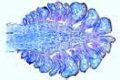 Pinus, young female (ovulate) cone slide