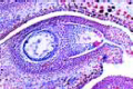 Pinus, ovule