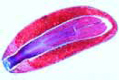 Pinus, mature embryo