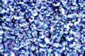 Reticular fibres slide in human spleen