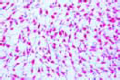 Embryonic connective tissue slide