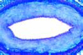 Artery slide, human, t.s. routine stained