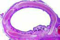 Trachea slide, human t.s.