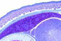 Developing blood cells slide in sec. of liver