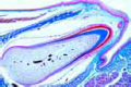 Tooth development from human foetus