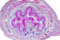Oesophagus slide, human