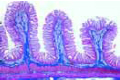 Duodenum slide, human
