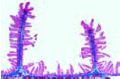 Jejunum slide, human