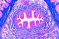 Urethra slide, human