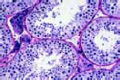 Testis from human adult slide, mature stage