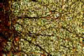 Spinal cord slide, human, t.s. silvered