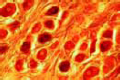 Spinal ganglion slide, human t.s. silvered