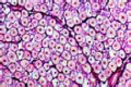 Peripheral nerve slide, human