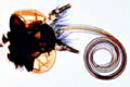 Pieris slide, mouth parts of caterpillar (larva)
