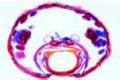 Culex pipiens slide, mosquito, mouth parts