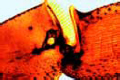 Apis mellifica, posterior leg with pollen basket