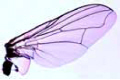 Musca domestica slide, house fly, wing