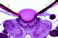 Ocelli of an insect slide