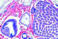 Testis slide, in t.s. of abdomen of drone, Apis mellifica